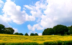晩夏の花畑②