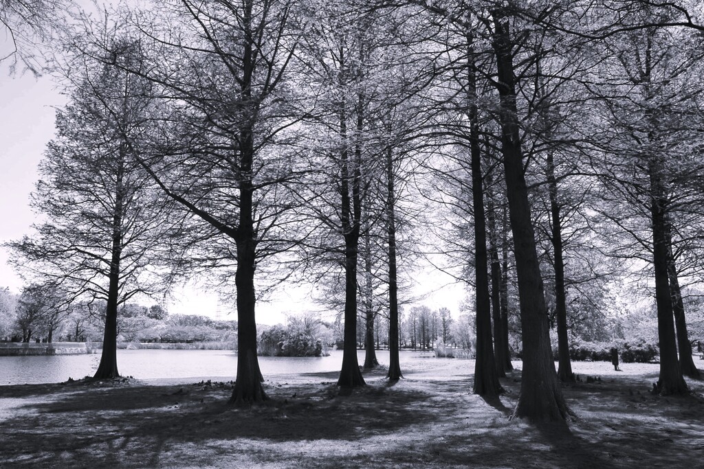 Spring shadows