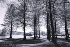 Spring shadows