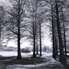 Spring shadows