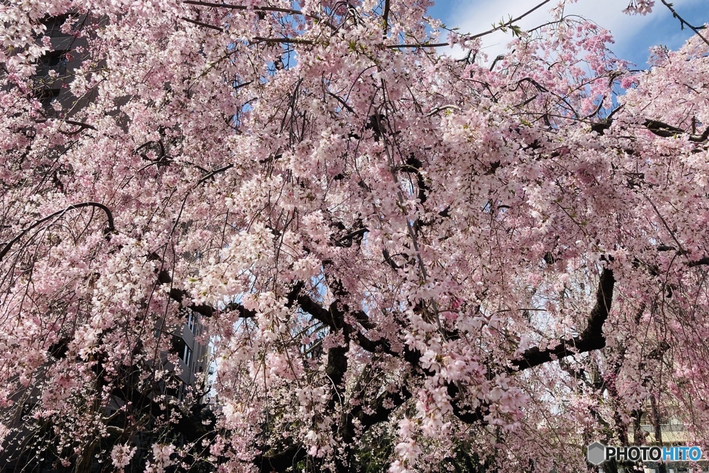 枝垂れ桜　満開(^_−)−☆