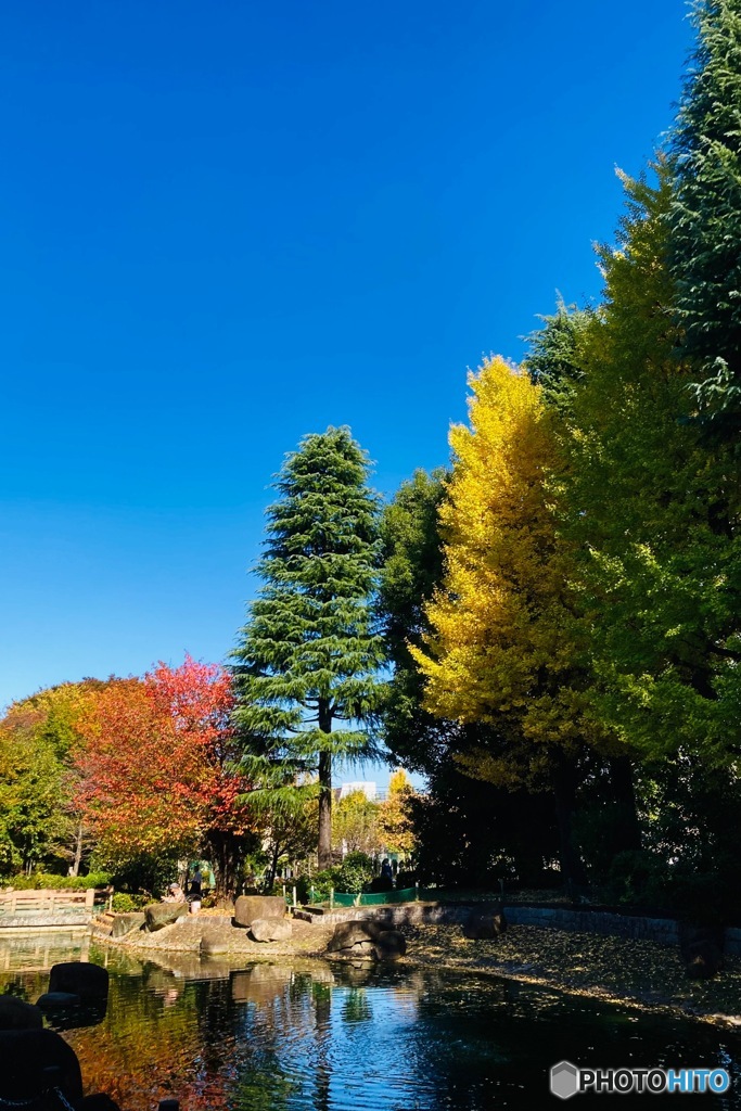銀杏黄葉と桜紅葉