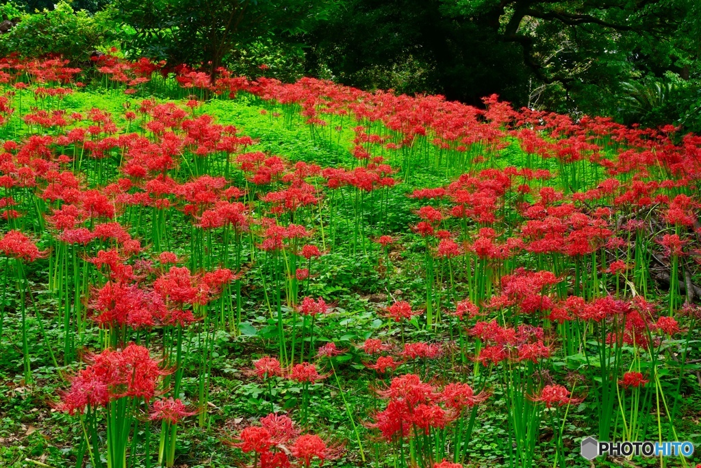 紅と緑と