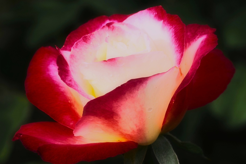 Autumn rose④