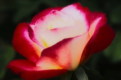 Autumn rose④