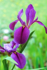 花菖蒲(野花菖蒲)