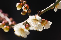 早春②