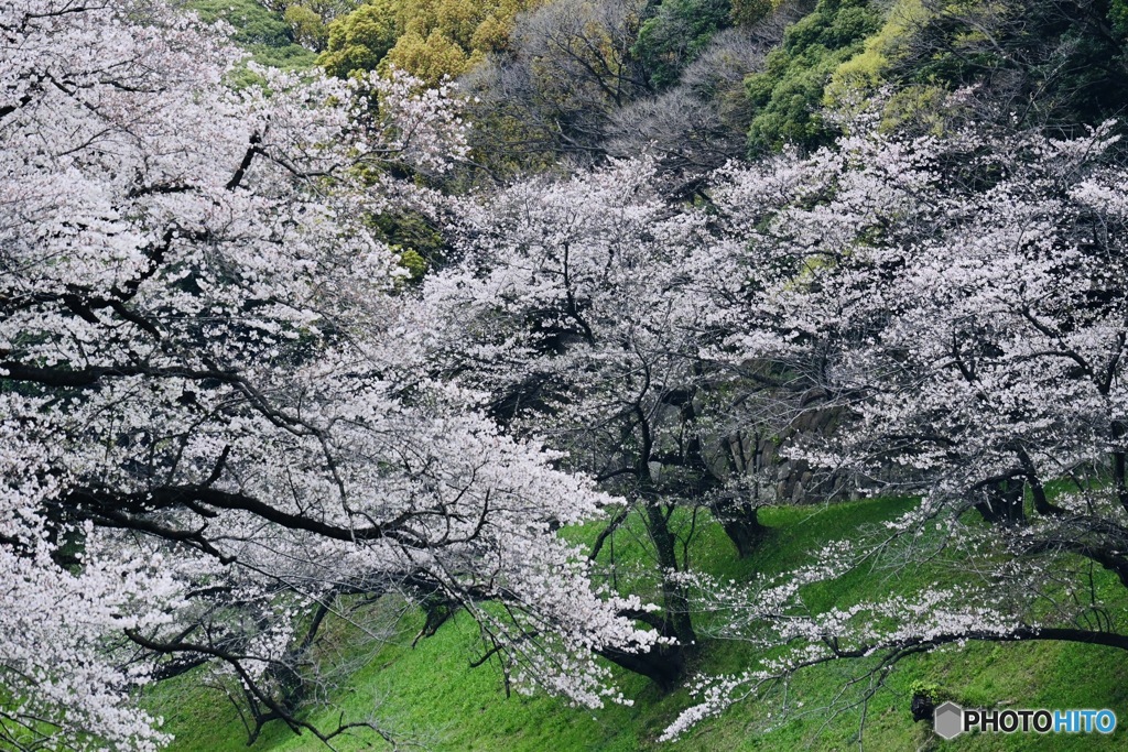 桜雨③