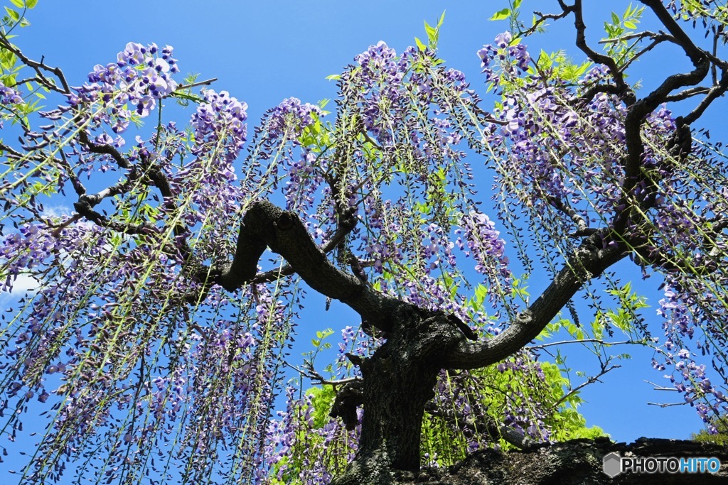 春風薫る③