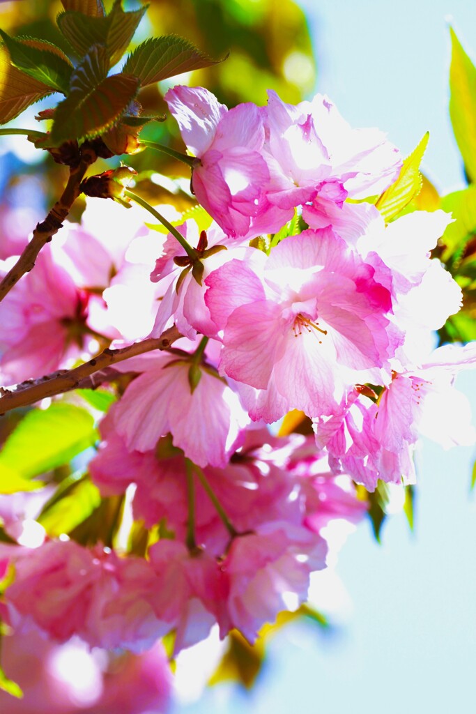 牡丹桜