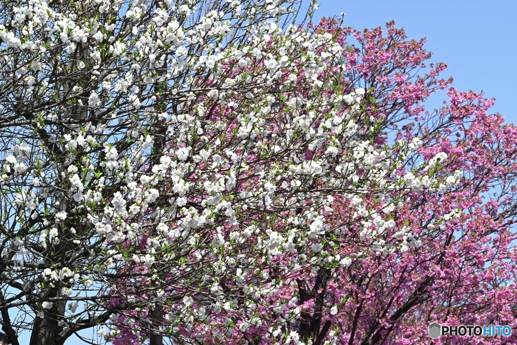 桜コラボレーション