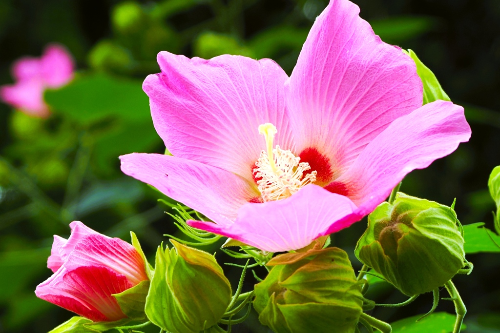 芙蓉