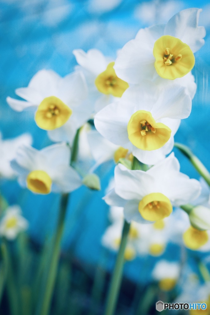 美しい花には毒がある③