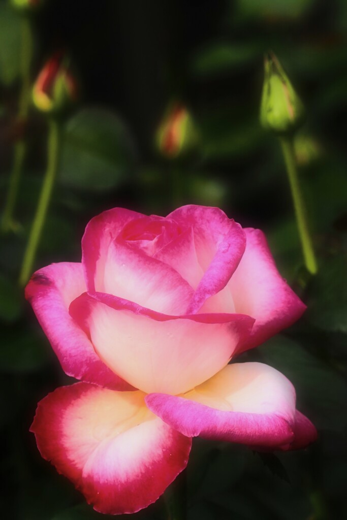 Autumn rose②