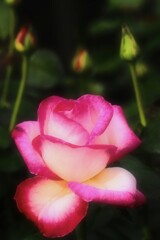 Autumn rose②