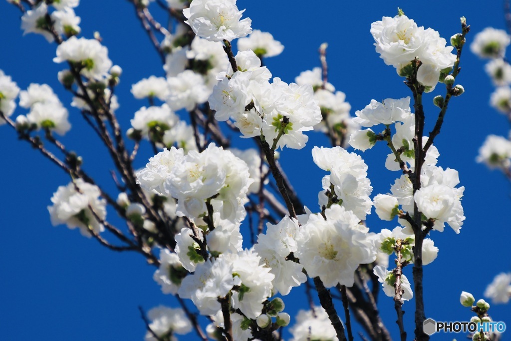 花桃（II）