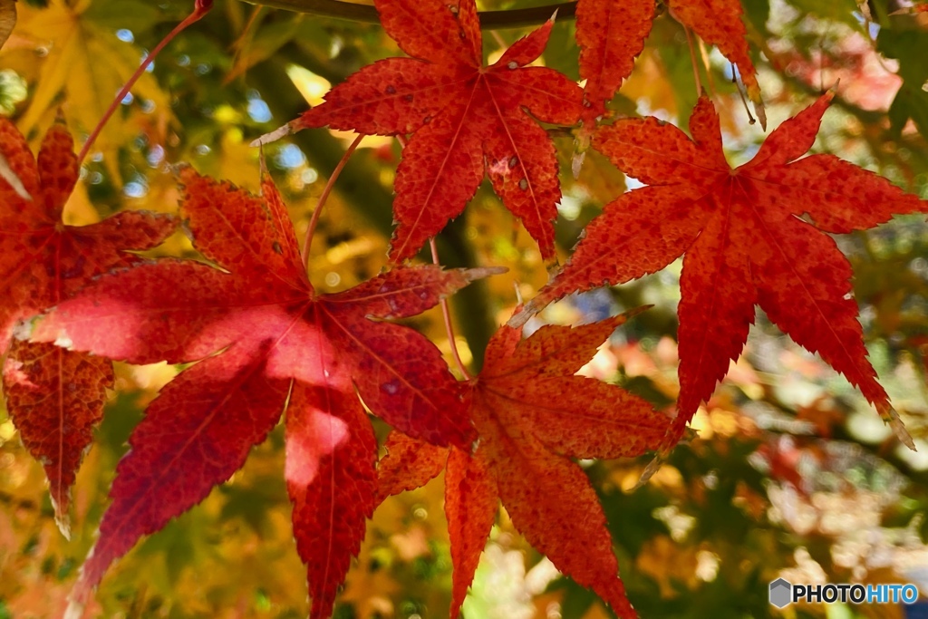 残り紅葉