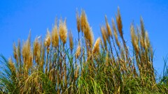 初夏に輝く