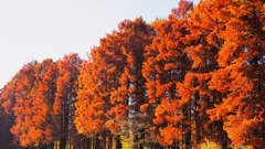 映りこむ逆さ紅葉④