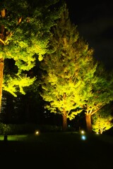 Ginkgo Tree Illumination