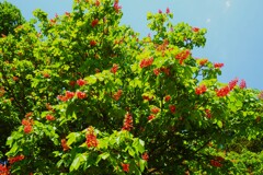 紅花栃ﾉ木