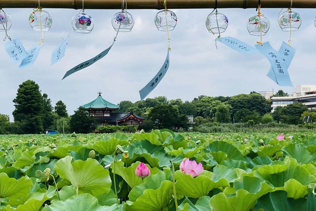 清涼②