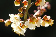 早春