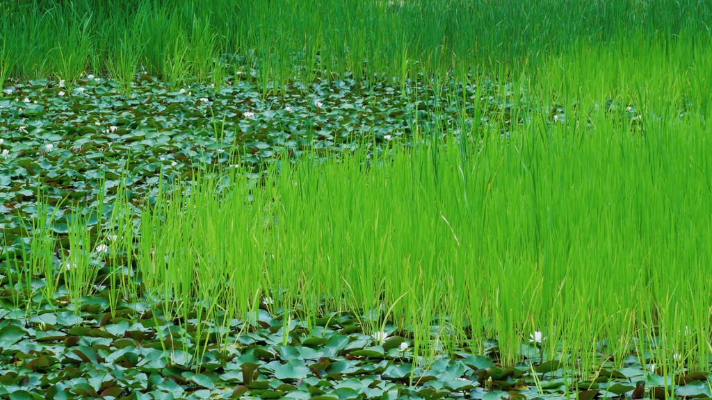 梅雨の彩り
