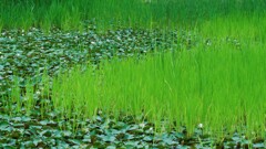 梅雨の彩り