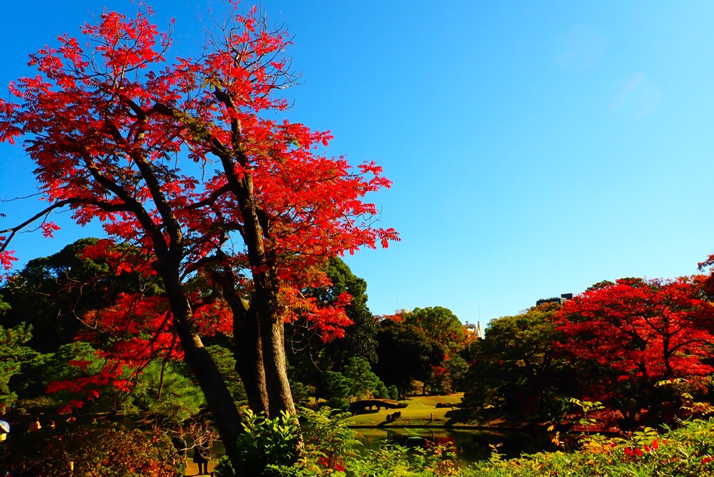 晩秋の庭紅葉③
