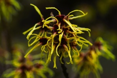 春を彩る黄色い花達②