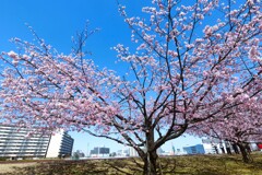 川沿いの散歩道③