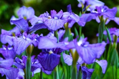 花菖蒲(和田津海)②