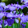 花菖蒲(和田津海)②