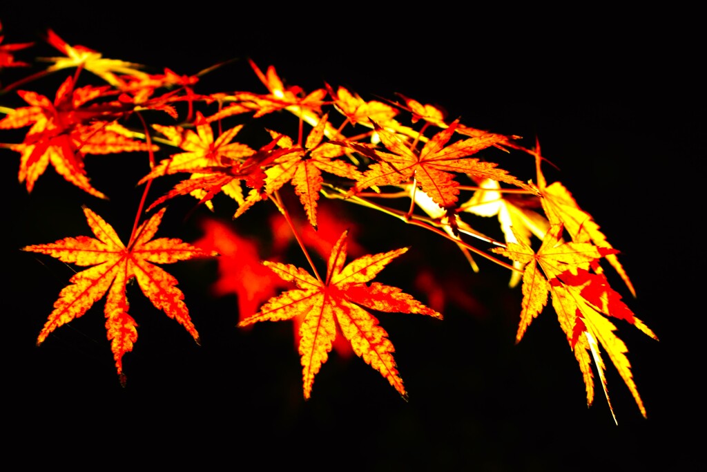 秋の紅葉 ライトアップひごあかり⑤