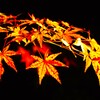 秋の紅葉 ライトアップひごあかり⑤