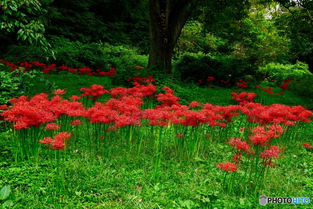 紅いに活き活きと