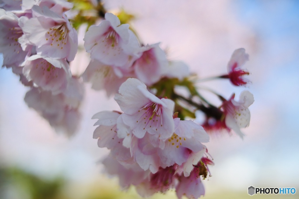 Cherry blossoms④