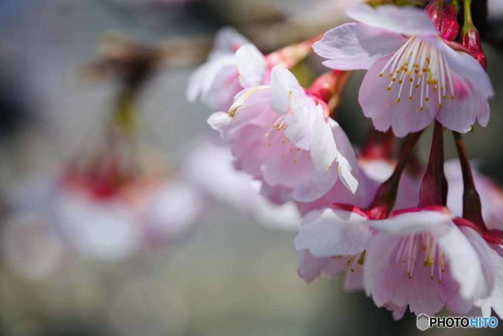 Cherry blossoms