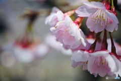 Cherry blossoms