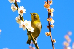 ウメジロー①
