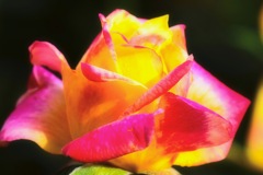 Autumn rose⑥