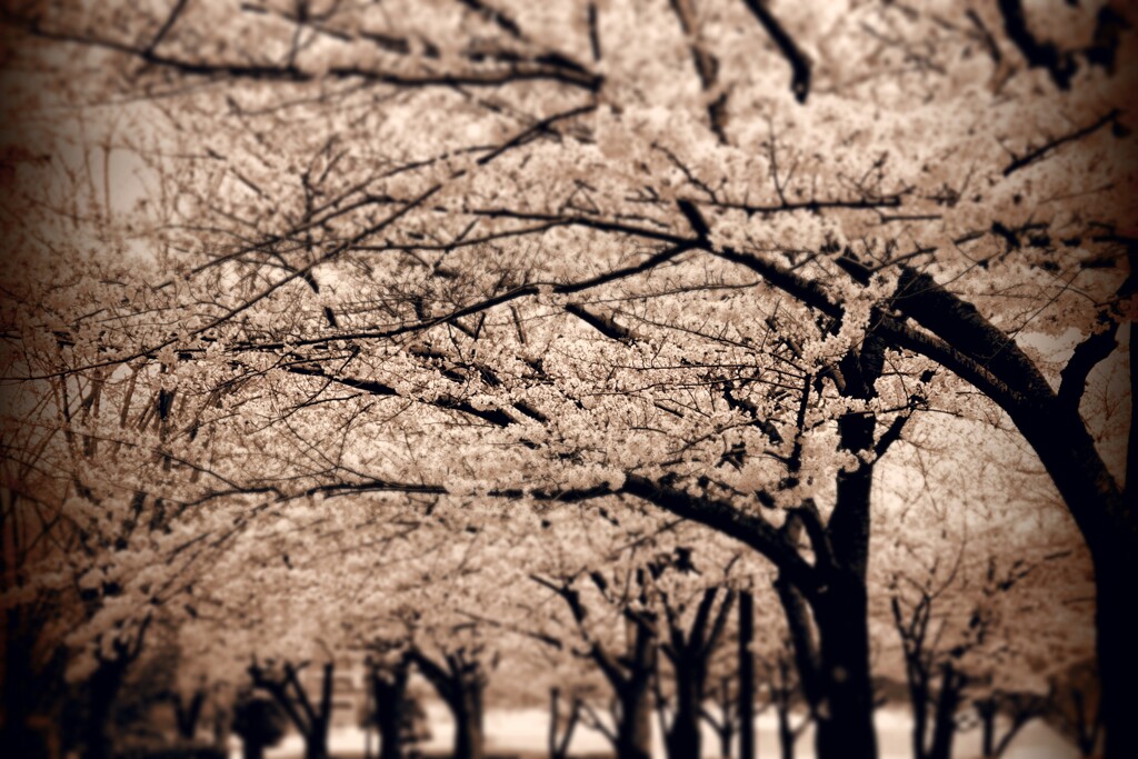 桜並木路