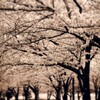 桜並木路