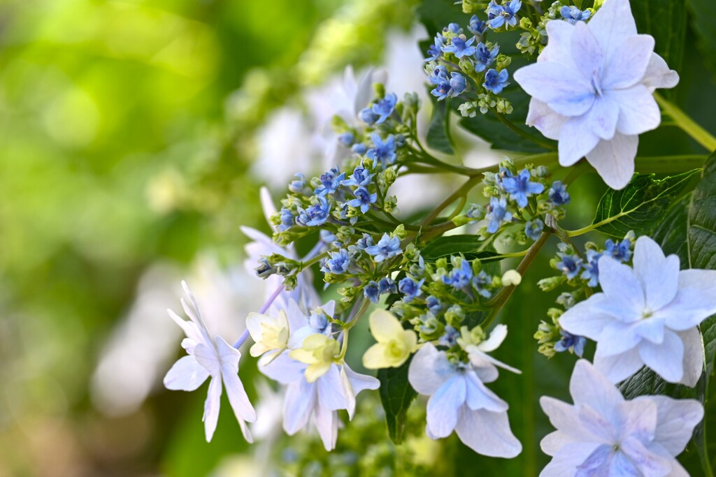 隅田の花火