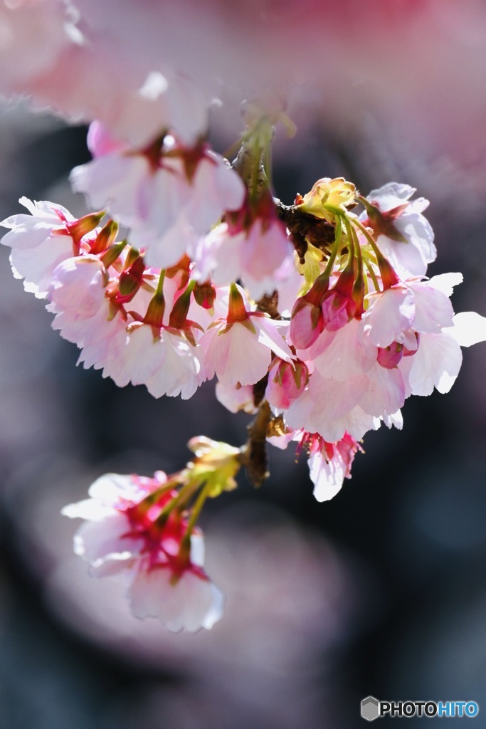 Cherry blossoms③