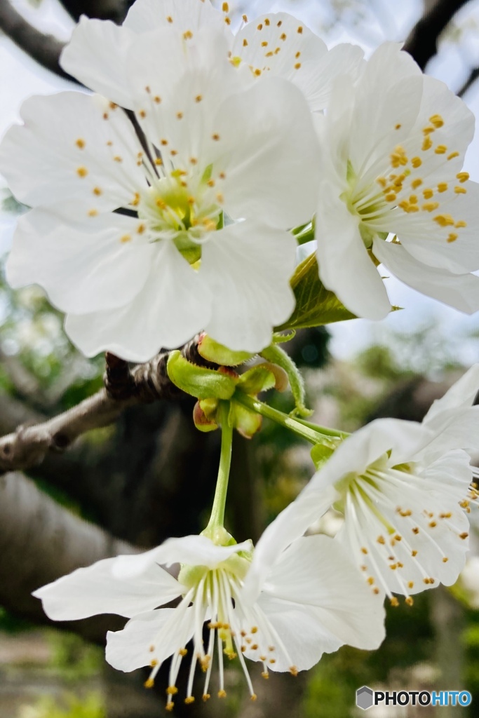 「小さな恋人」〜桜桃（セイヨウミザクラ）