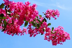 百日紅