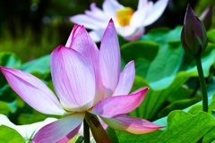 新盆に咲く