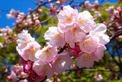 上野の寒桜③